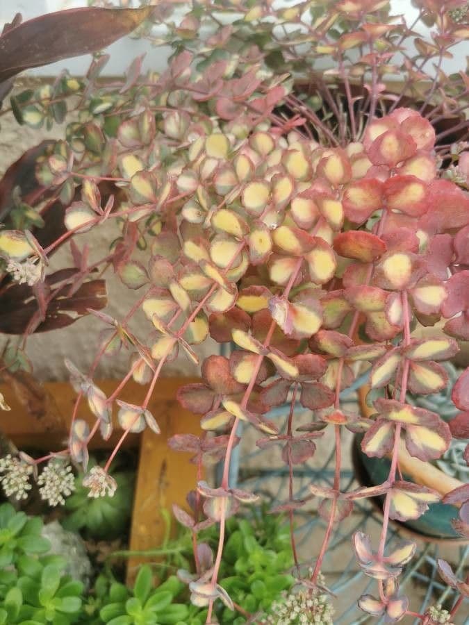 Sedum di Siebold 11