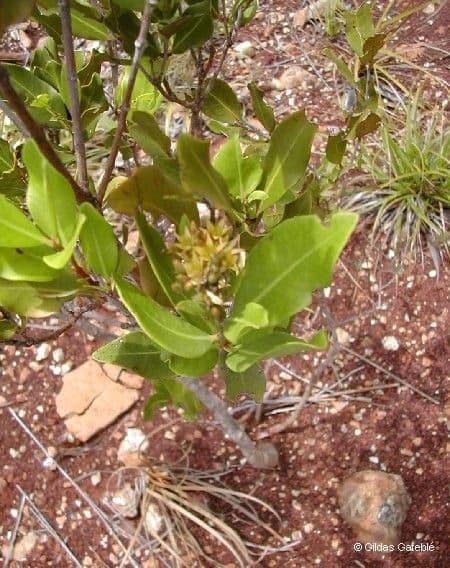 Cloezia floribunda 8
