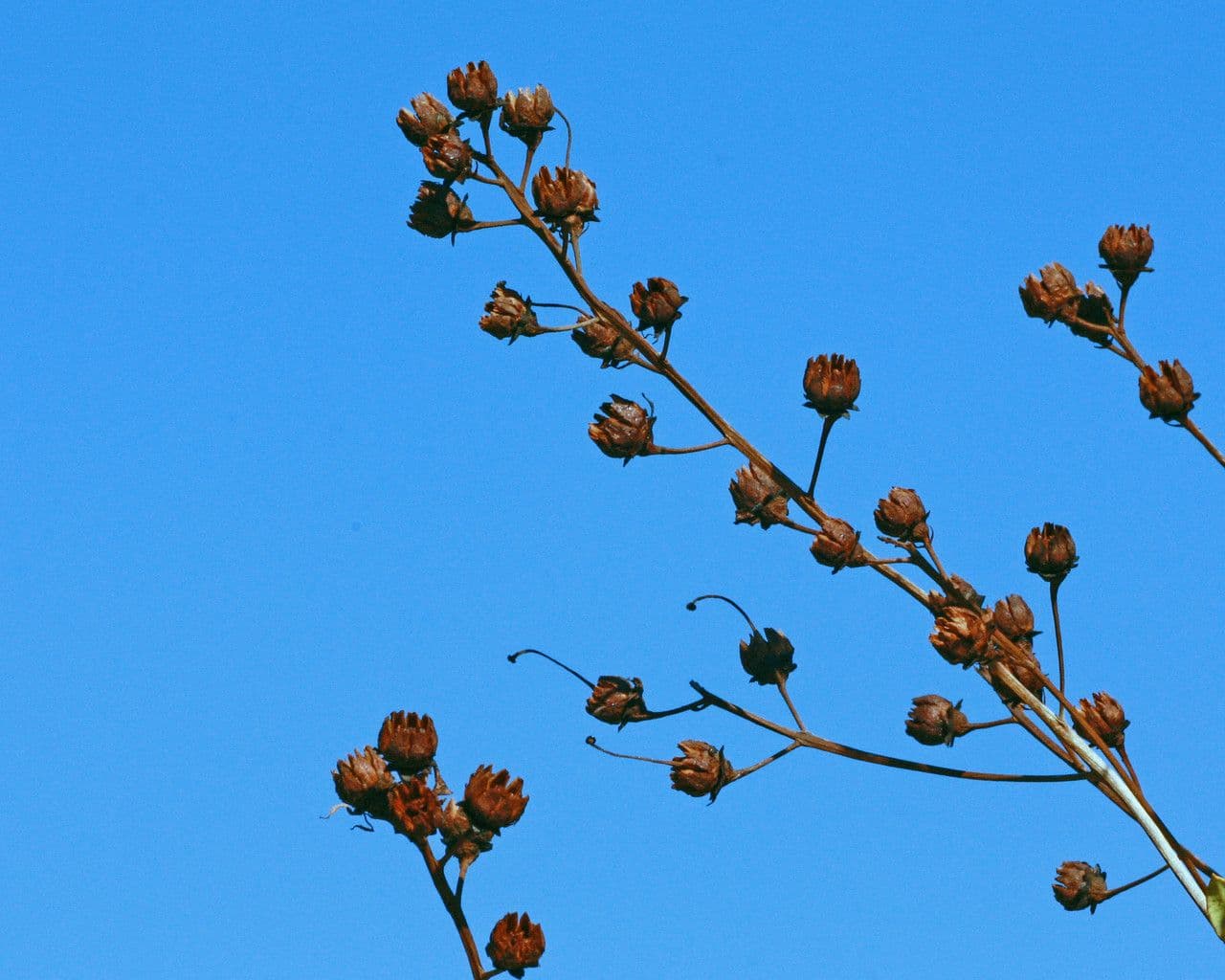 Teerblume 7