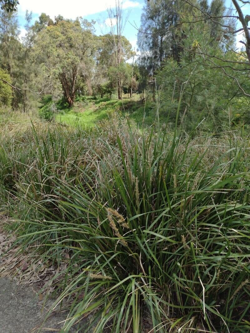 Lomandra 12