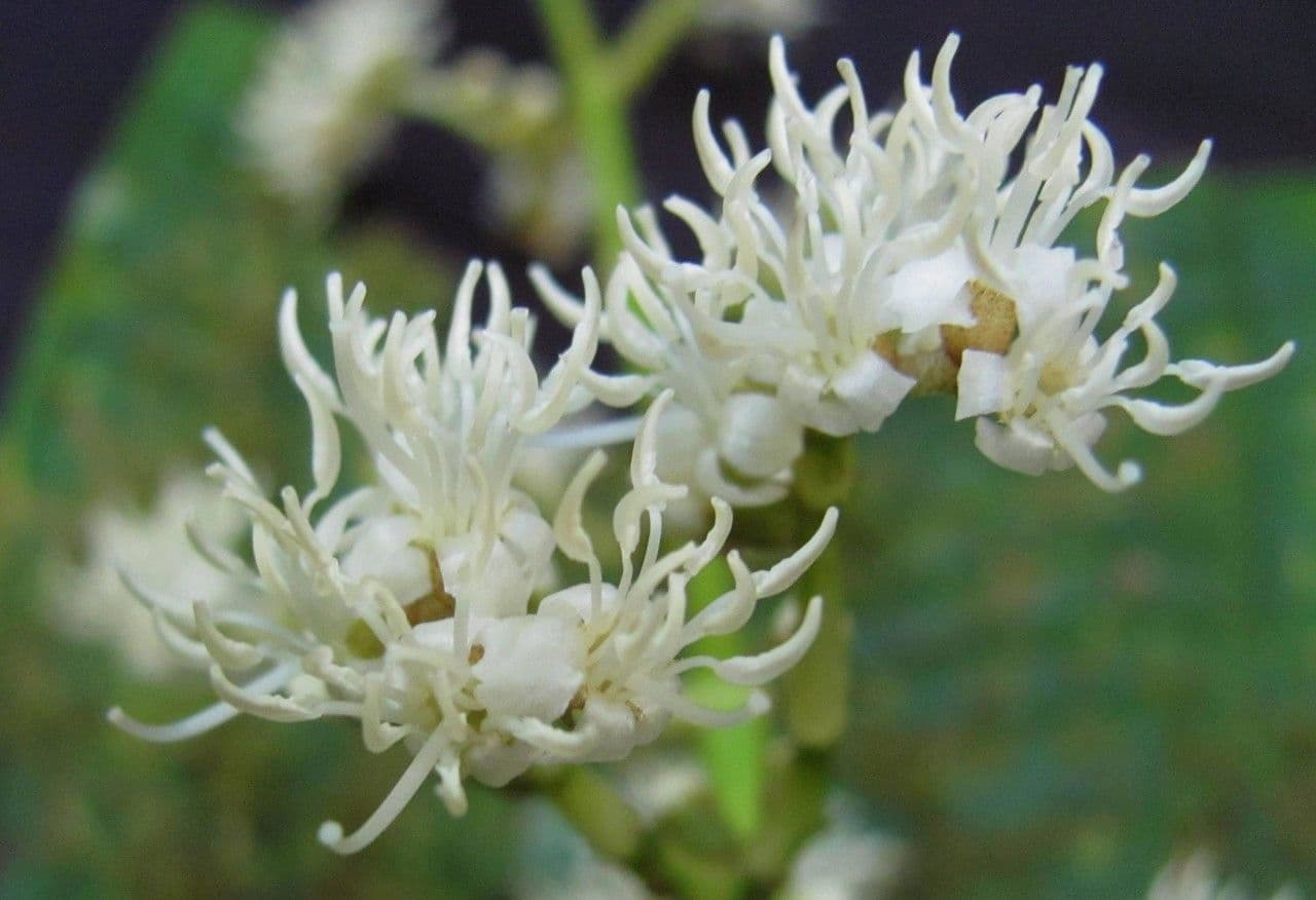 Miconia 4