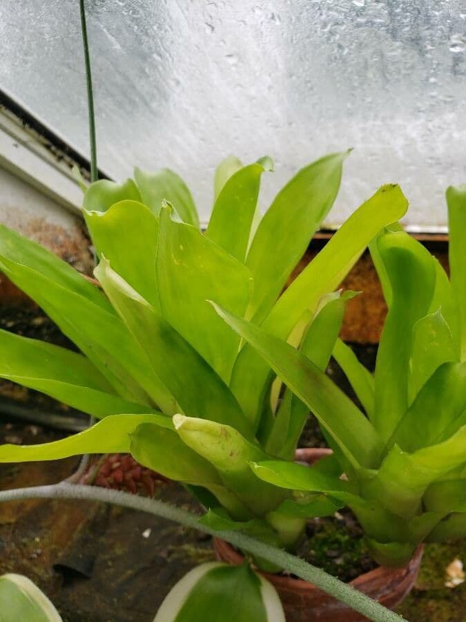 Aechmea 5