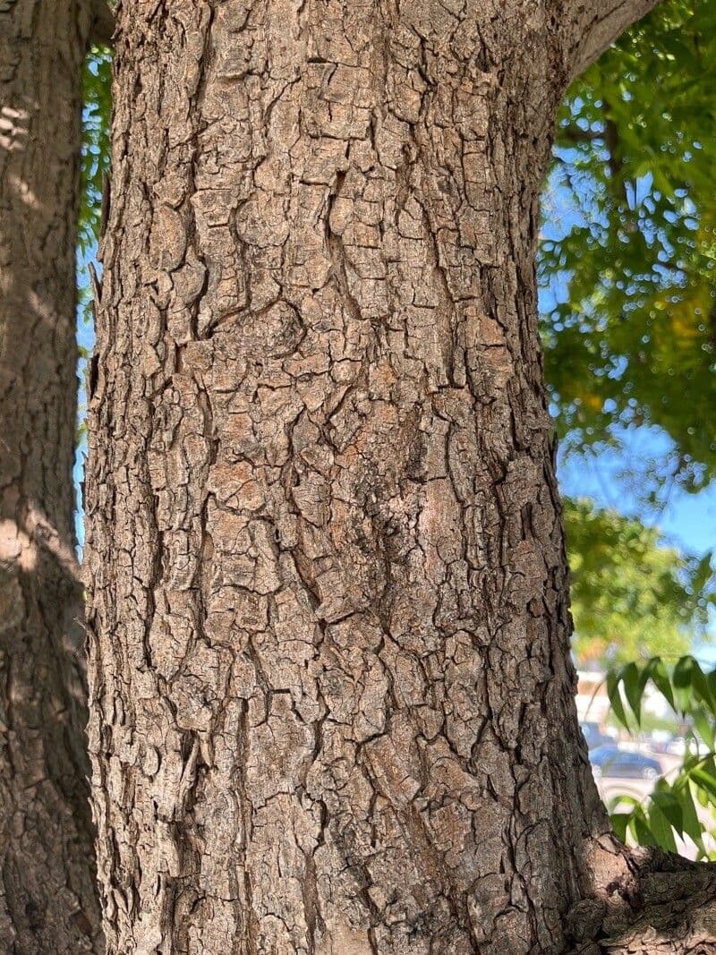 Phellodendron amurense 22