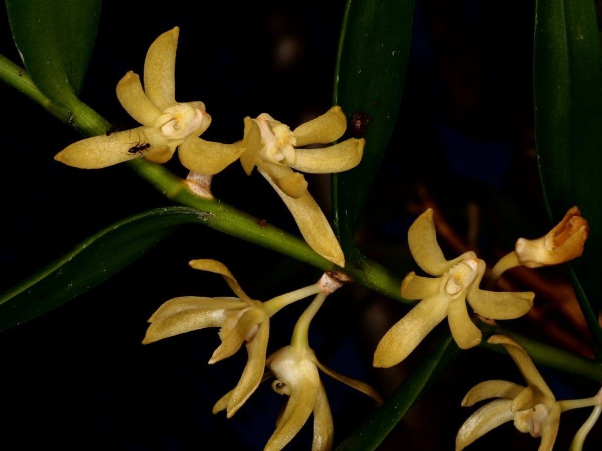 Dendrobium 3