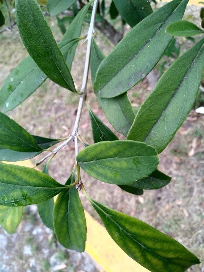 Citharexylum 17