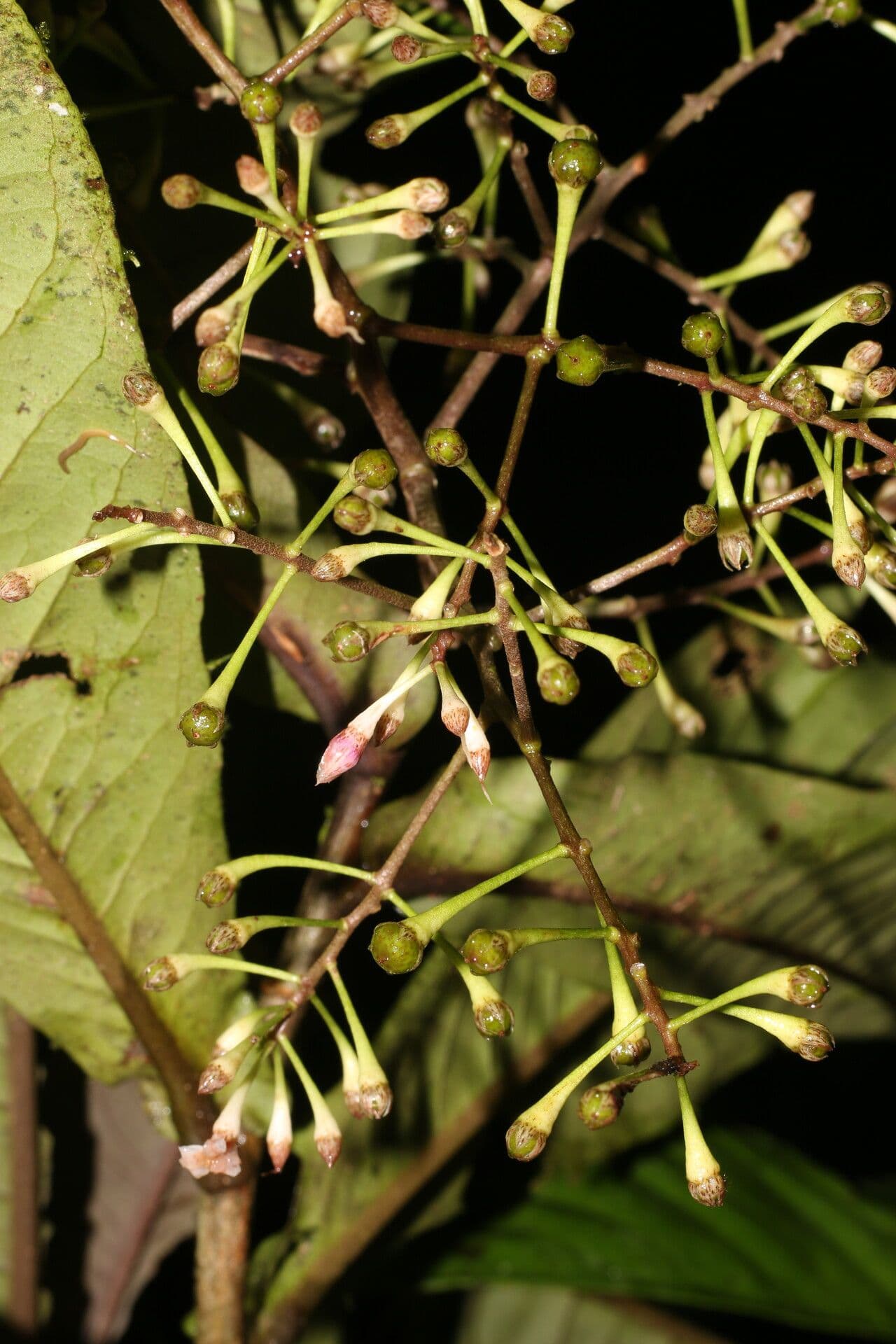 Ardisia 3