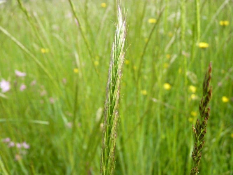 Grannenhafer 20