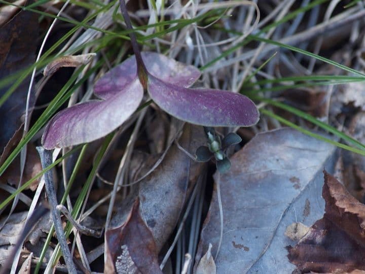 Viereckblume 9