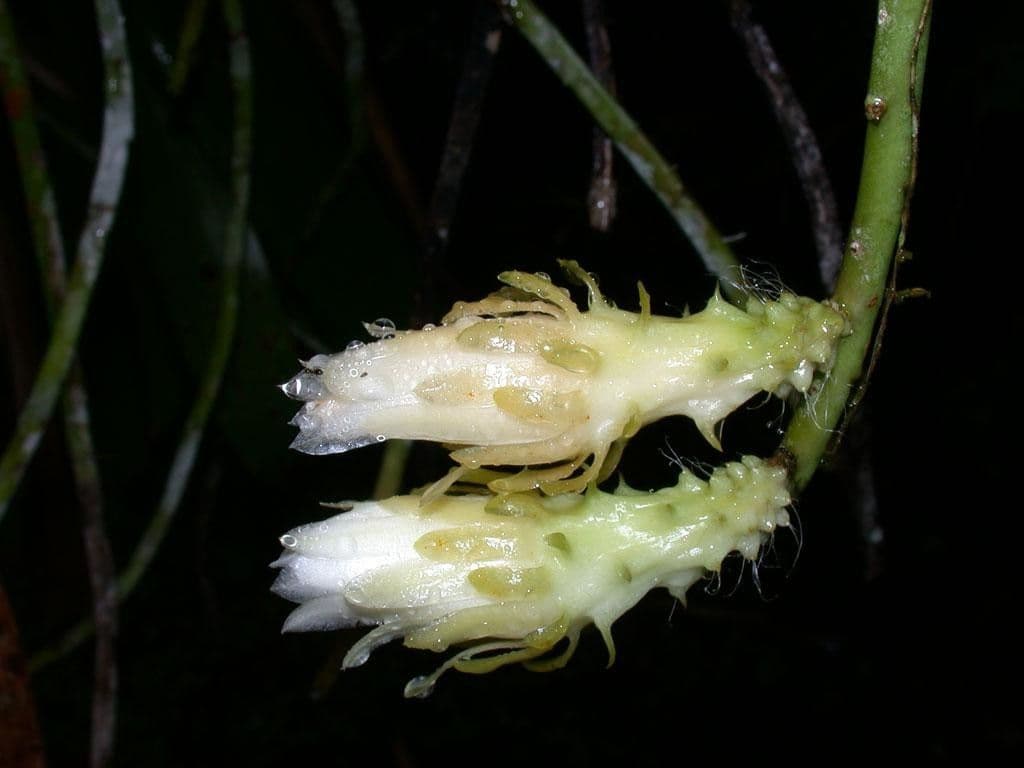 Weberocereus 8
