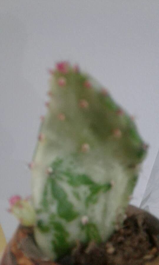 Opuntia a tre spine 18