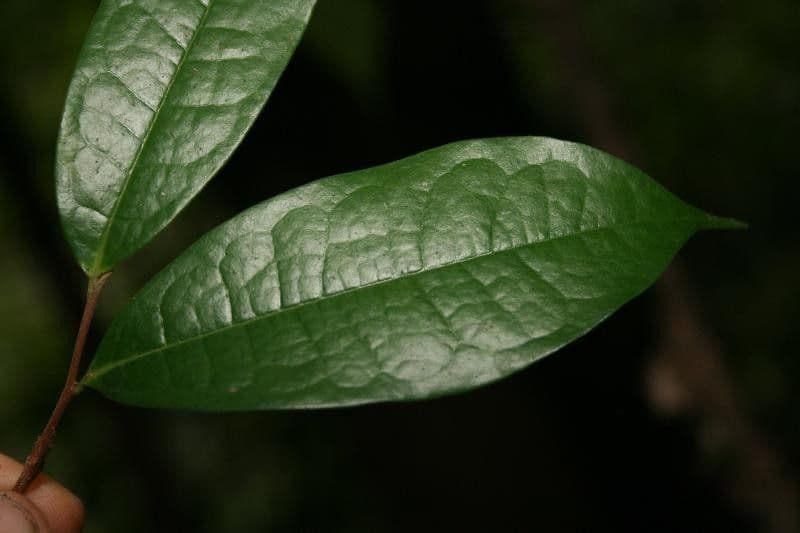 Duguetia 4
