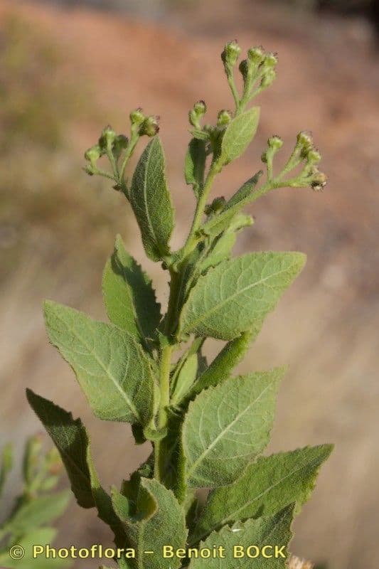 Pluchea ovalis 8