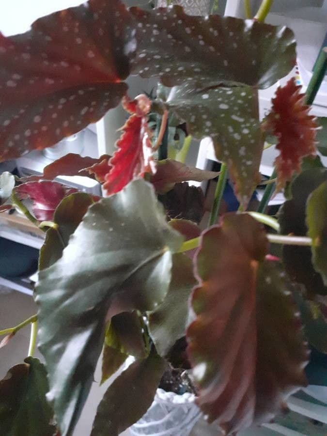 Begonia 2
