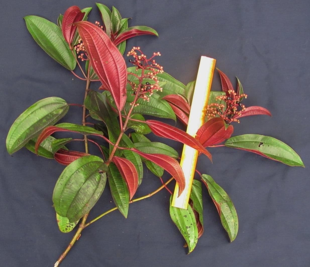 Miconia 3