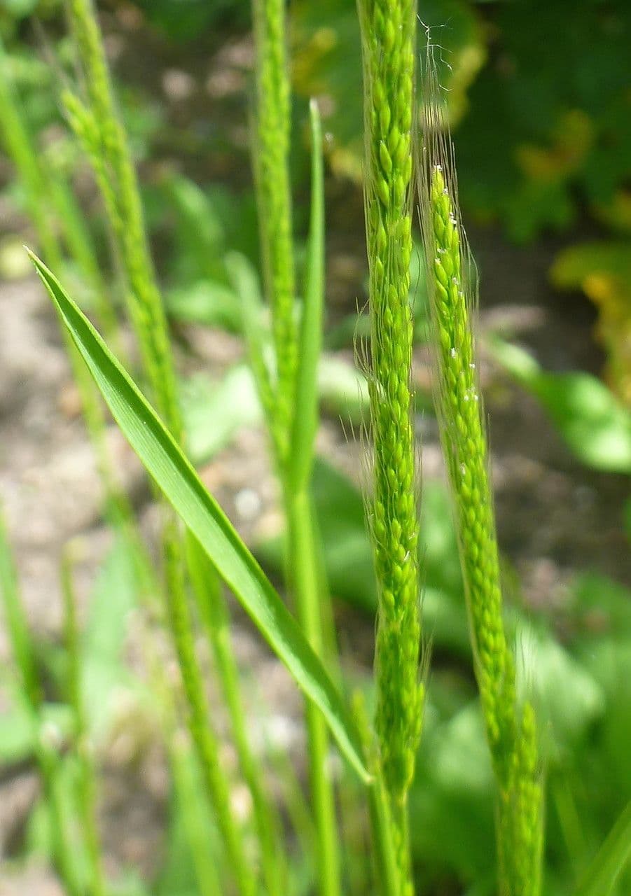 Apera interrupta 13