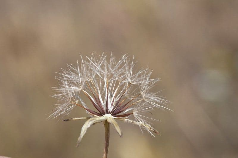 Agoseris annuale 3