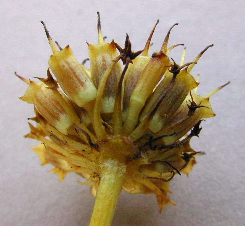 Oenanthe pimpinelloides 2