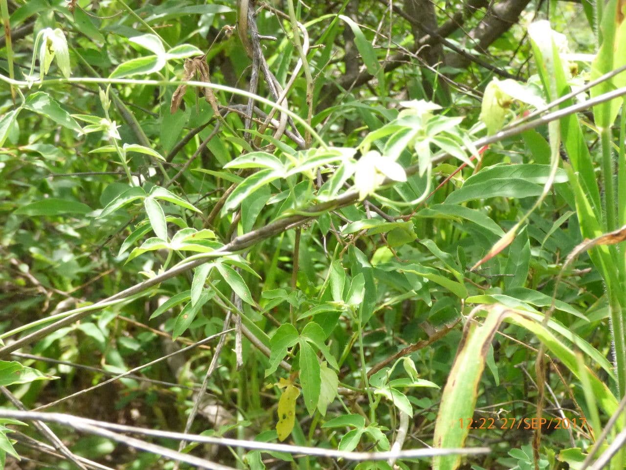 Dalechampia 12