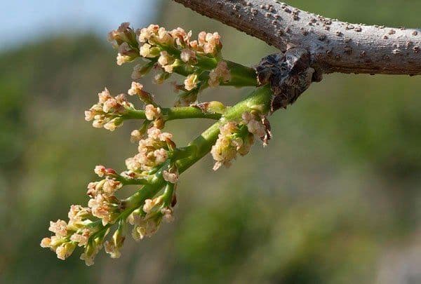 Pistacchio 30