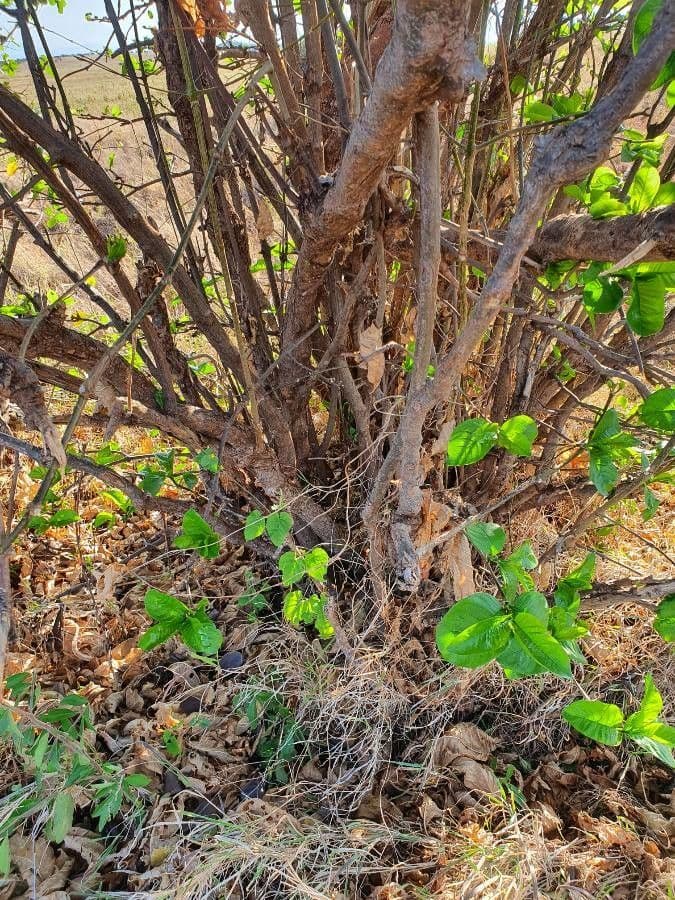 Vangueria madagascariensis 21