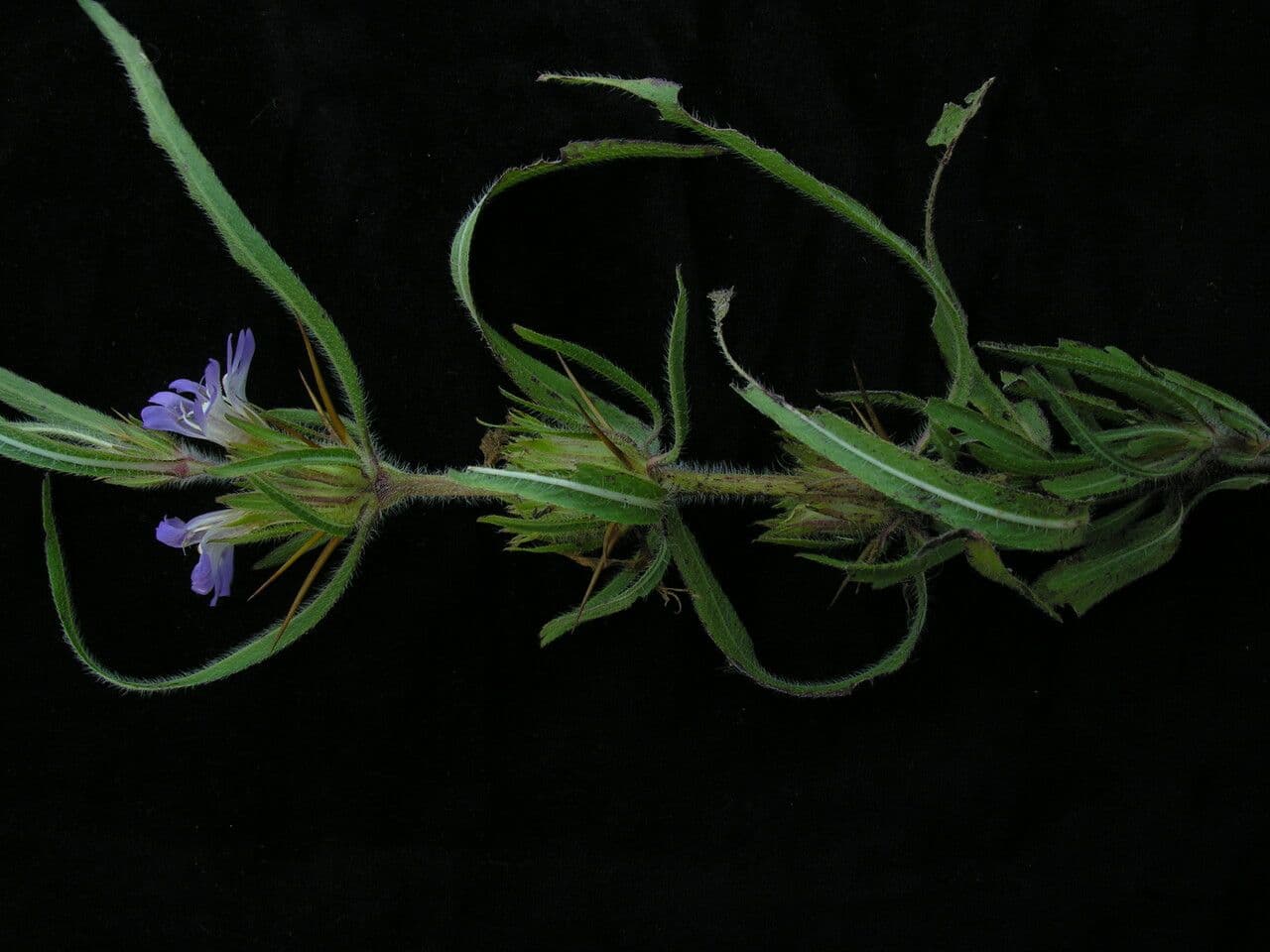 Hygrophila 7