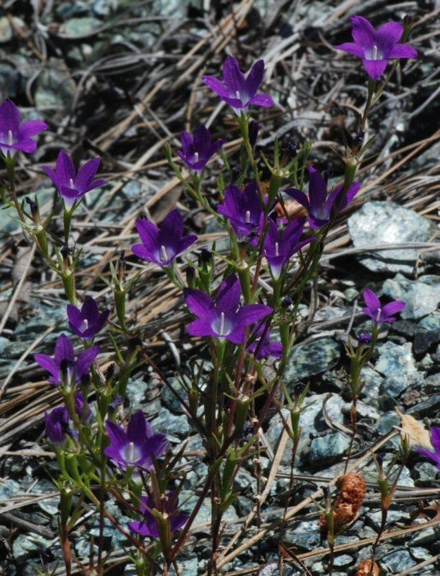 Githopsis 8