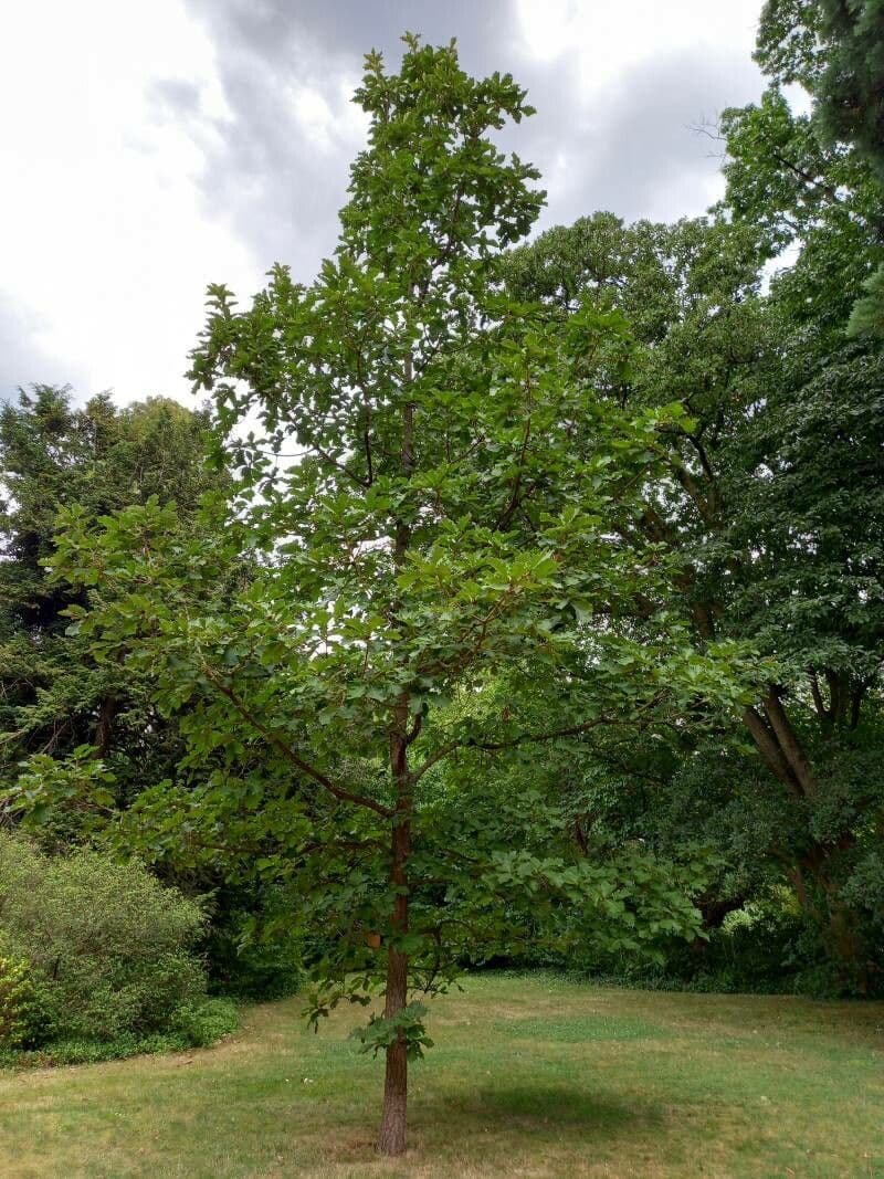 Quercia Daimyo 11