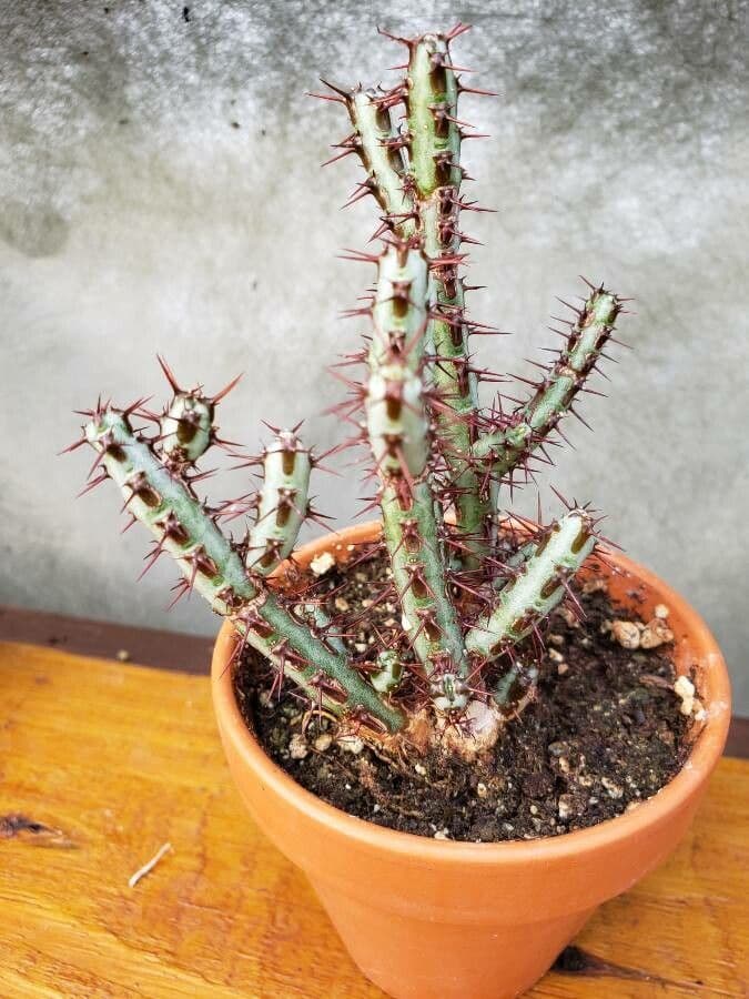 Euforbia verdastra 7