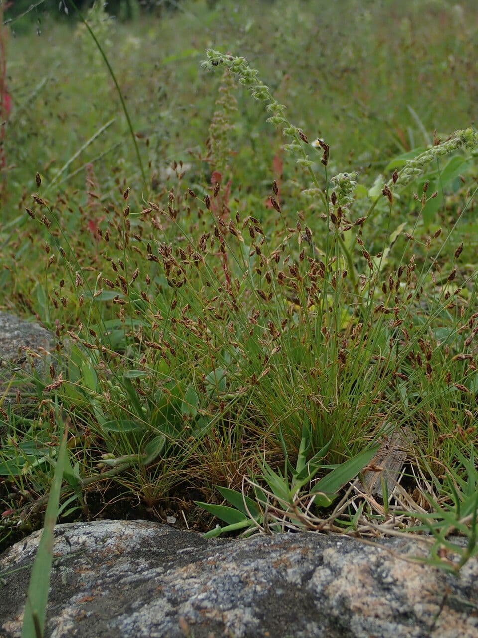 Bulbostylis densa