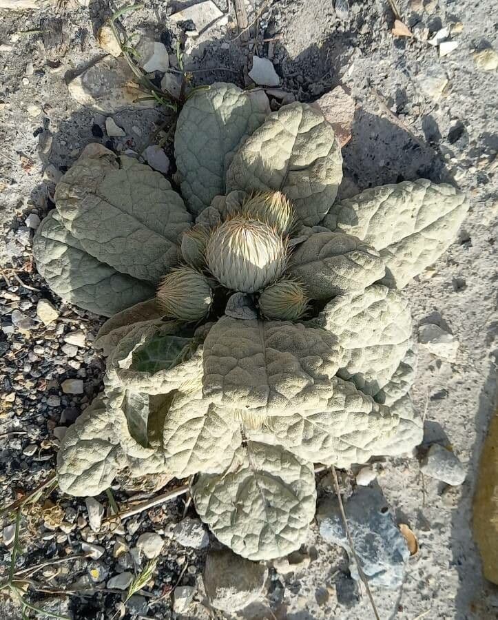 Berardia lanuginosa 6