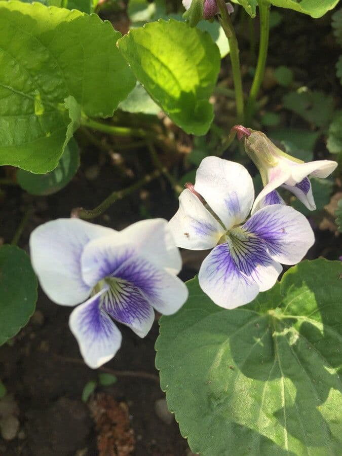 Viola palustre 8