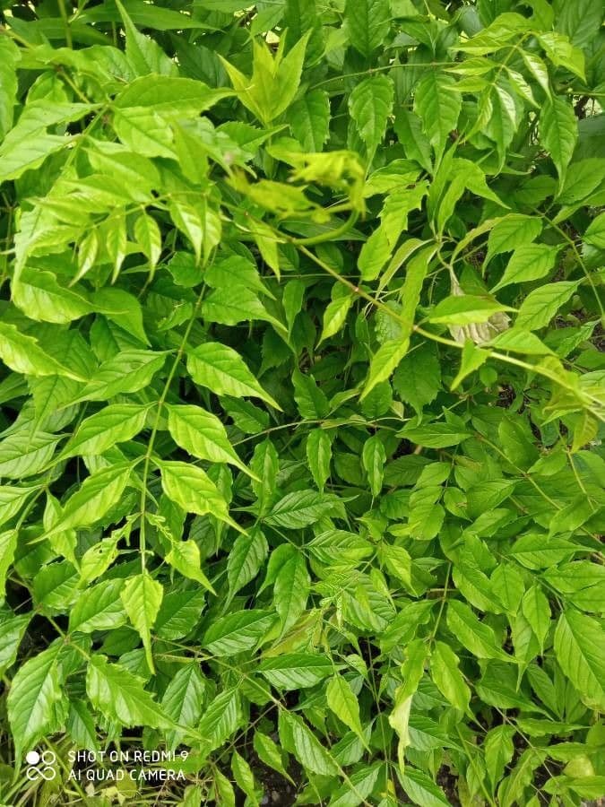 Trompeta de Virginia 18