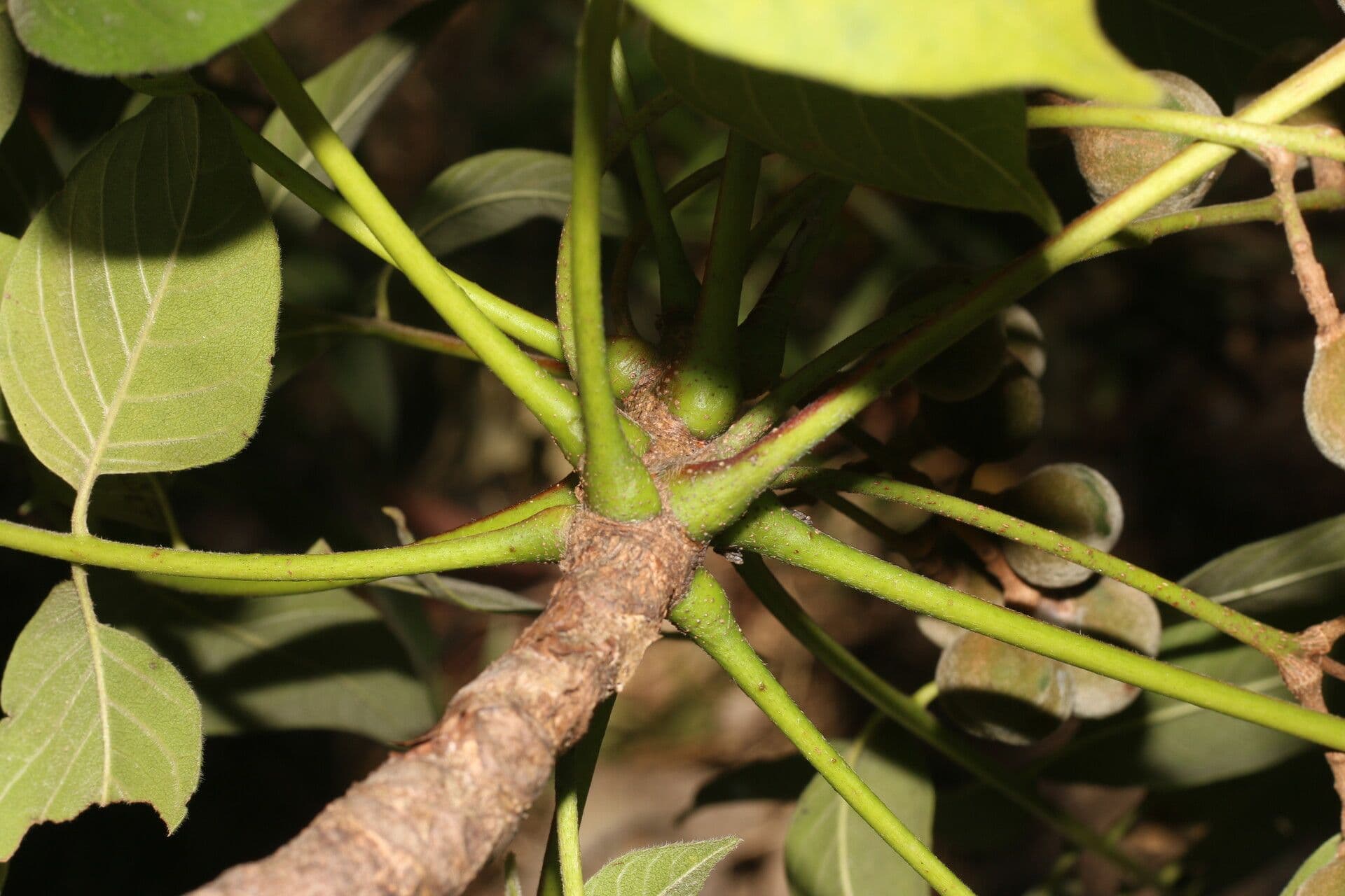 Trichilia americana 14