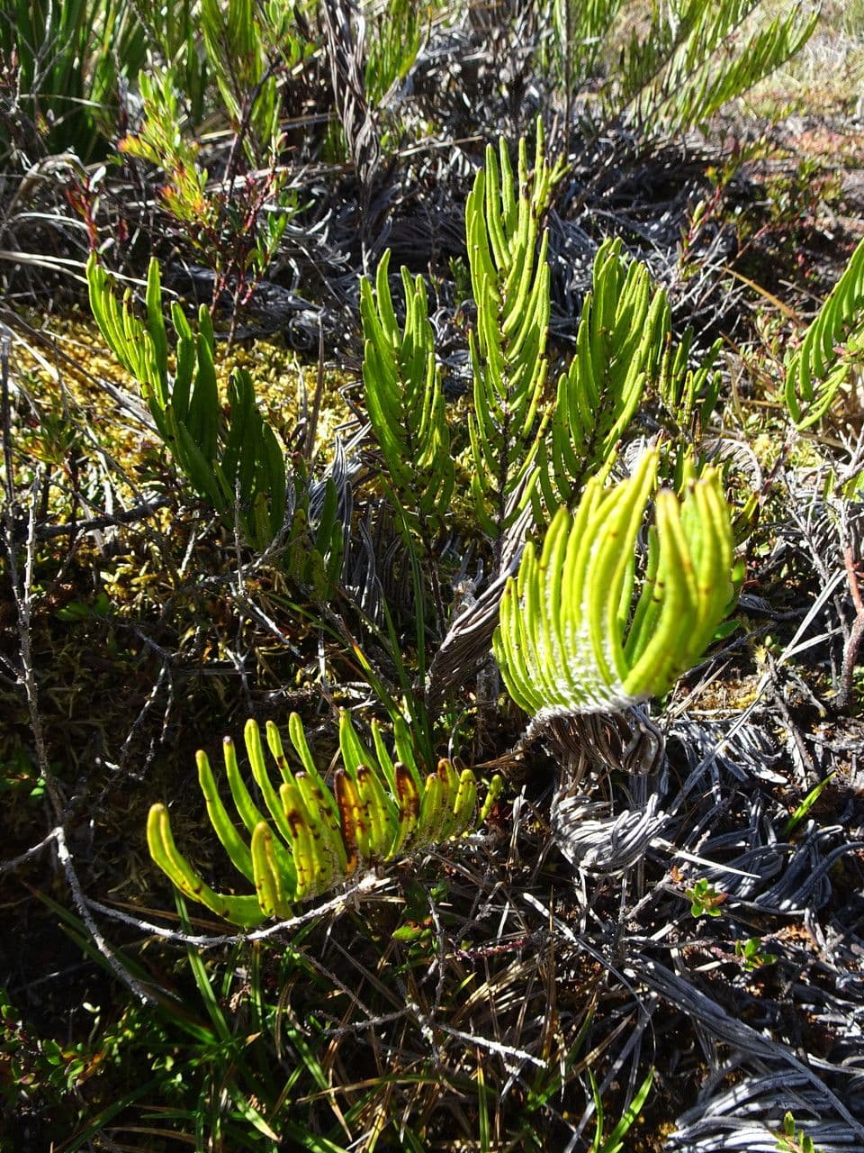 Blechnum 2