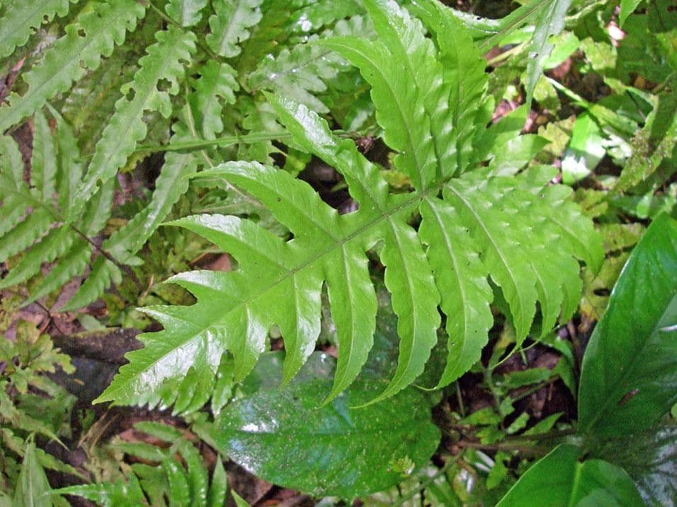 Bolbitis portoricensis 3