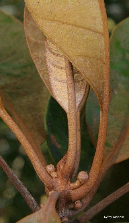 Planchonella 7
