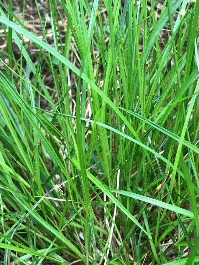 Carice stellata 17