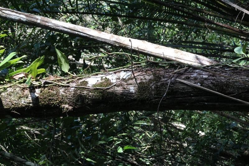 Miconia 11