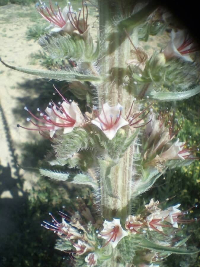 Echium 5