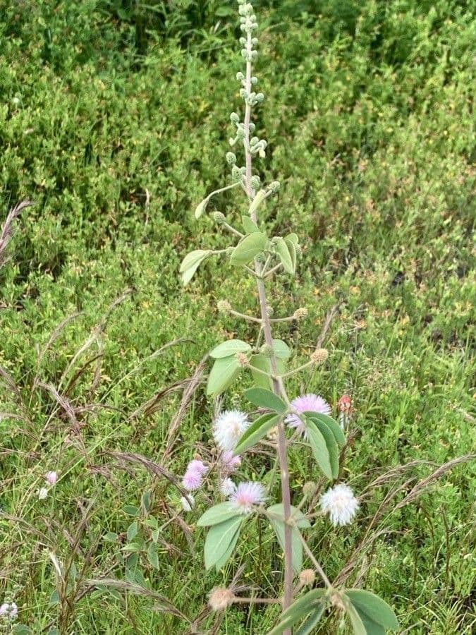 Mimose 10