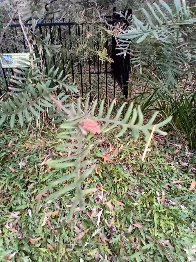 Grevillea caleyi 4