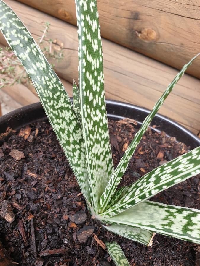 Gasteria 11