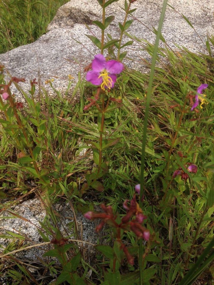 Rhexia virginica 8