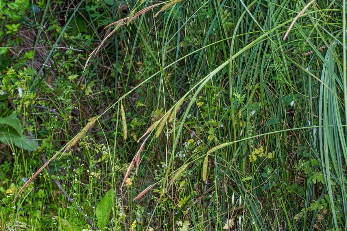 Carex hispida 5