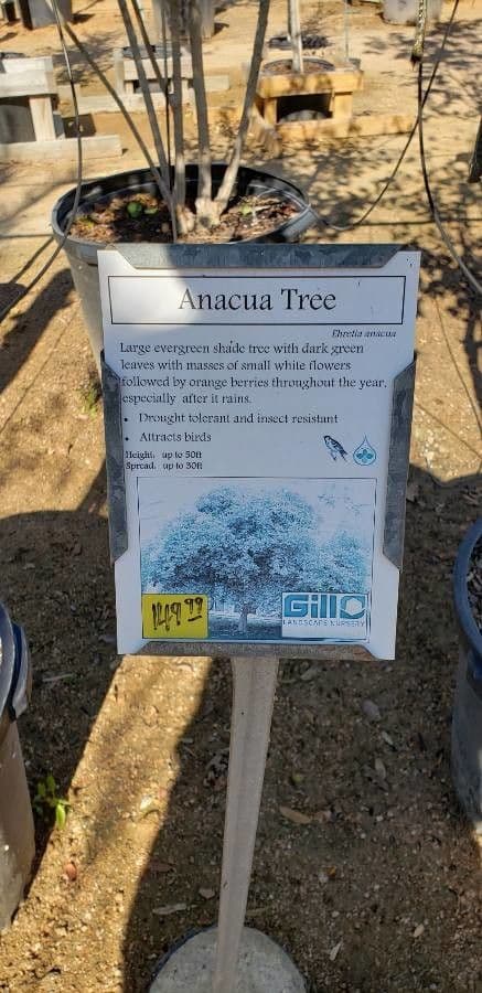 Anacua 7