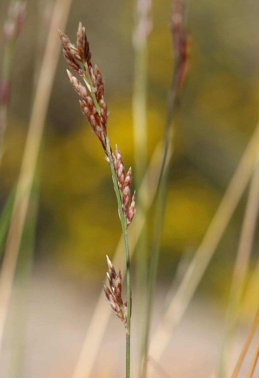 Tridentopsis 2