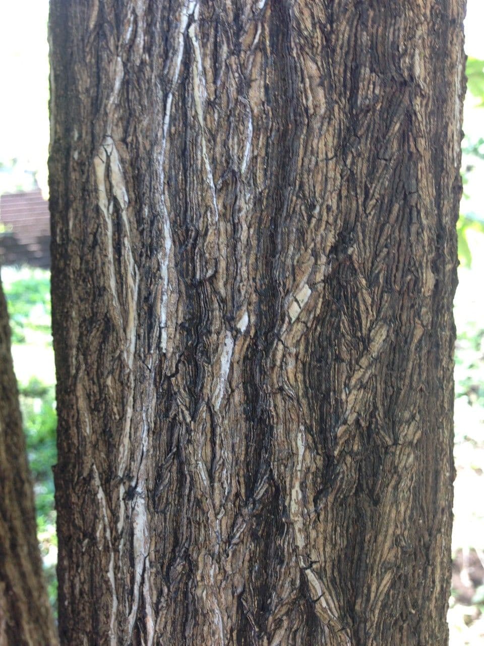 Samtapfel 8