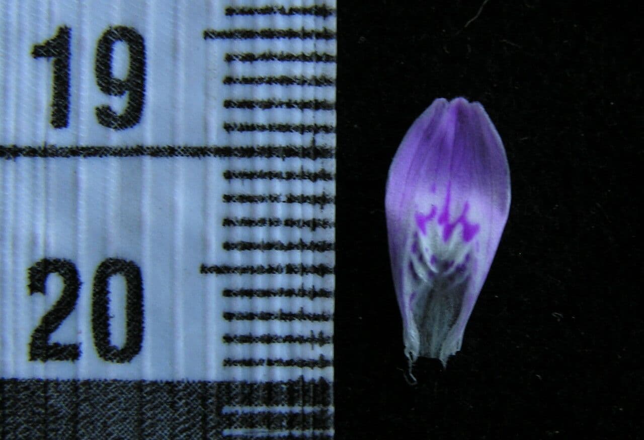 Dicliptera 4