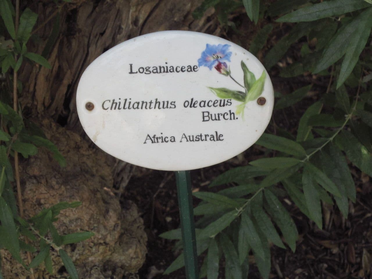 Buddleja saligna 9