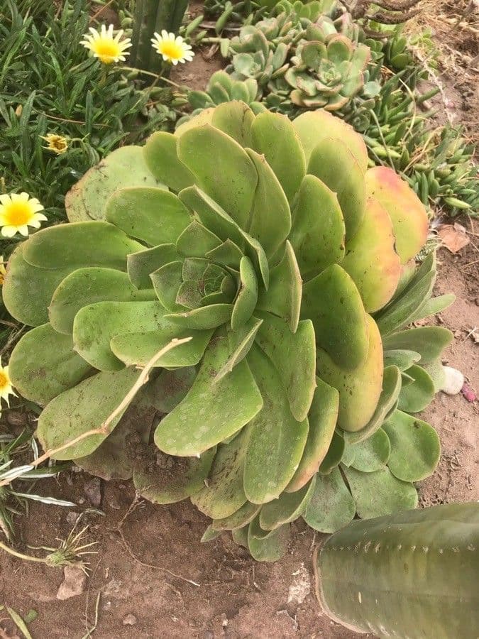Aeonium nobile 11